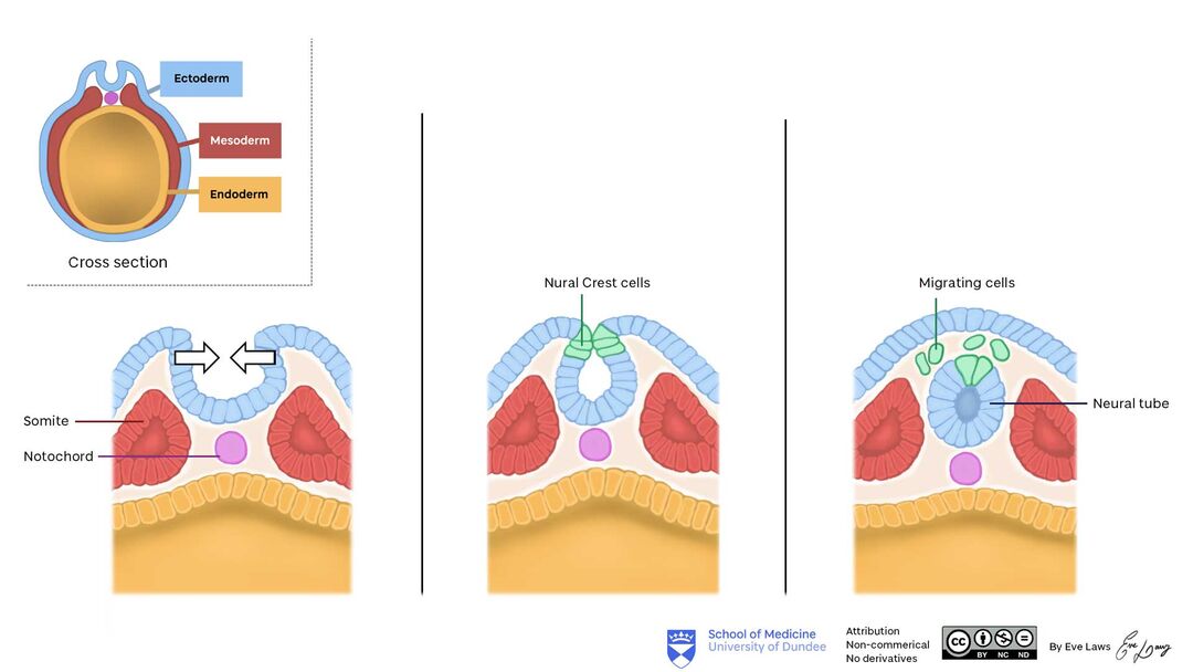 Dermatology – Collagen Fibres, Melanin Production and Neural Crest Cells