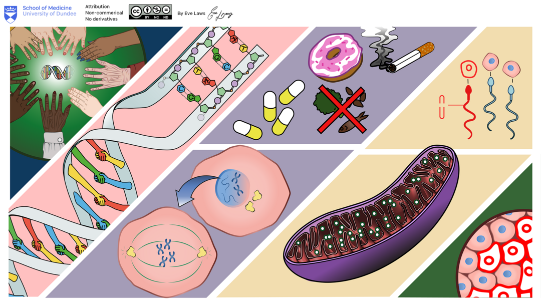 Medical illustration for the Survival Guide to Genetics