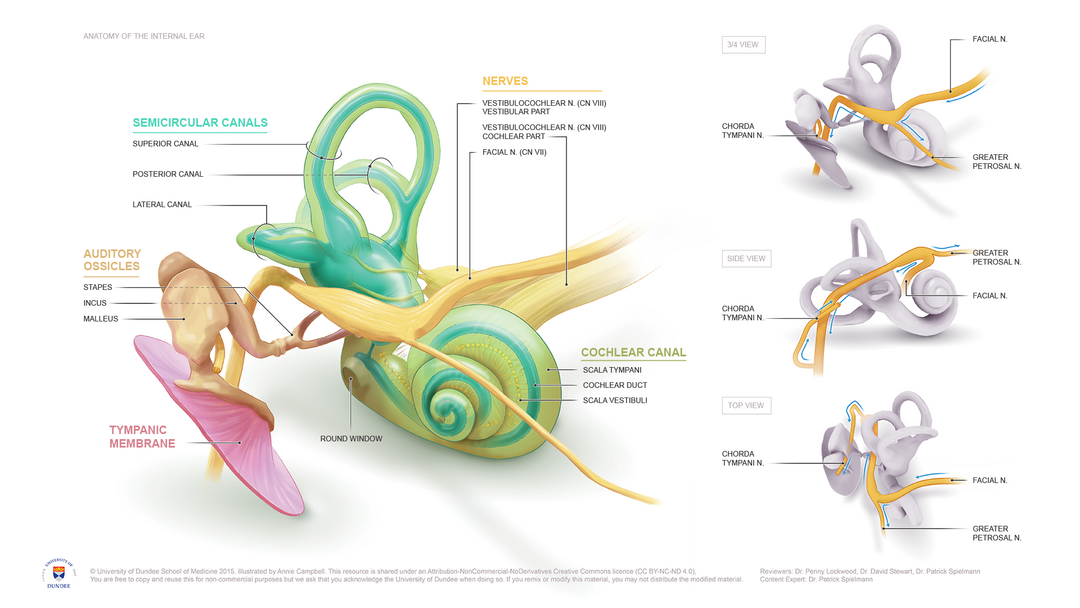 Anatomy of an inner ear 3D model with annotations.