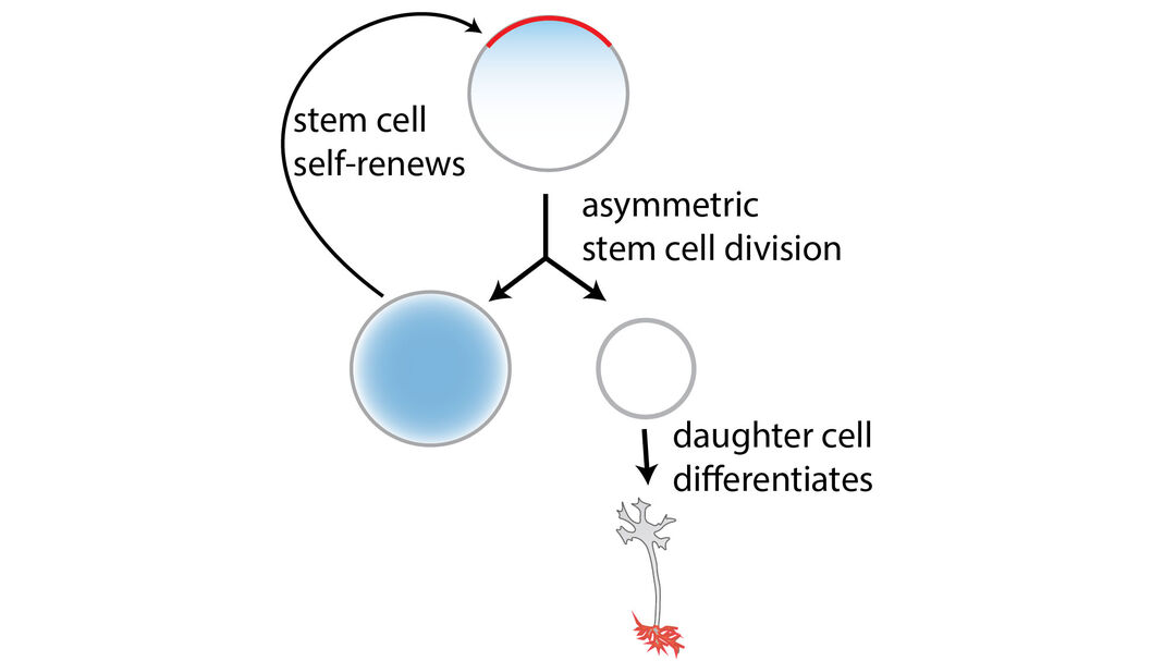Diagram of asymmetric stem cell division: one daughter cell self-renews as a stem cell, while the other differentiates into a specialized cell.