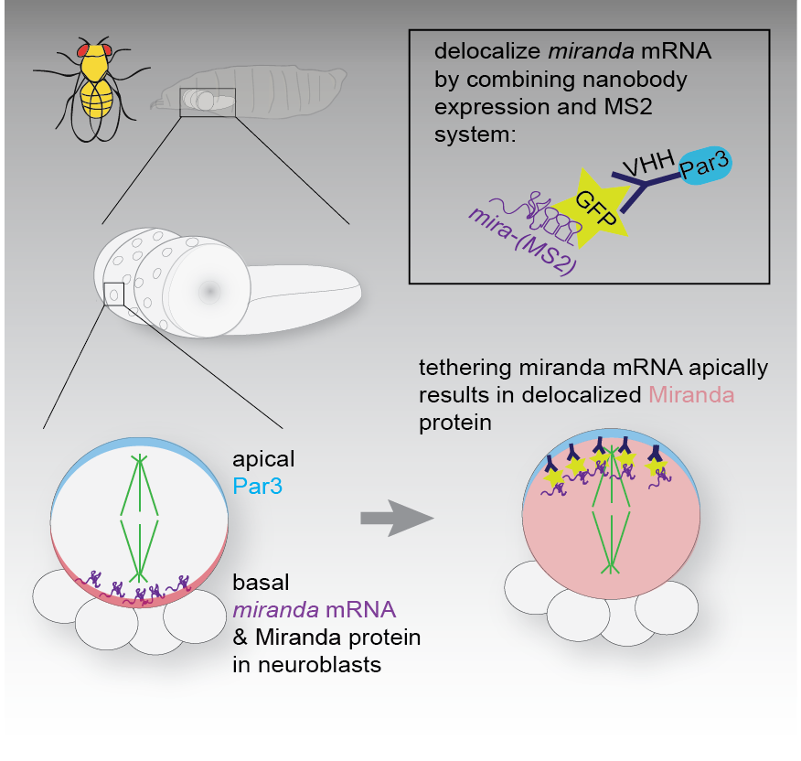 graphical abstract of how cells position their proteins
