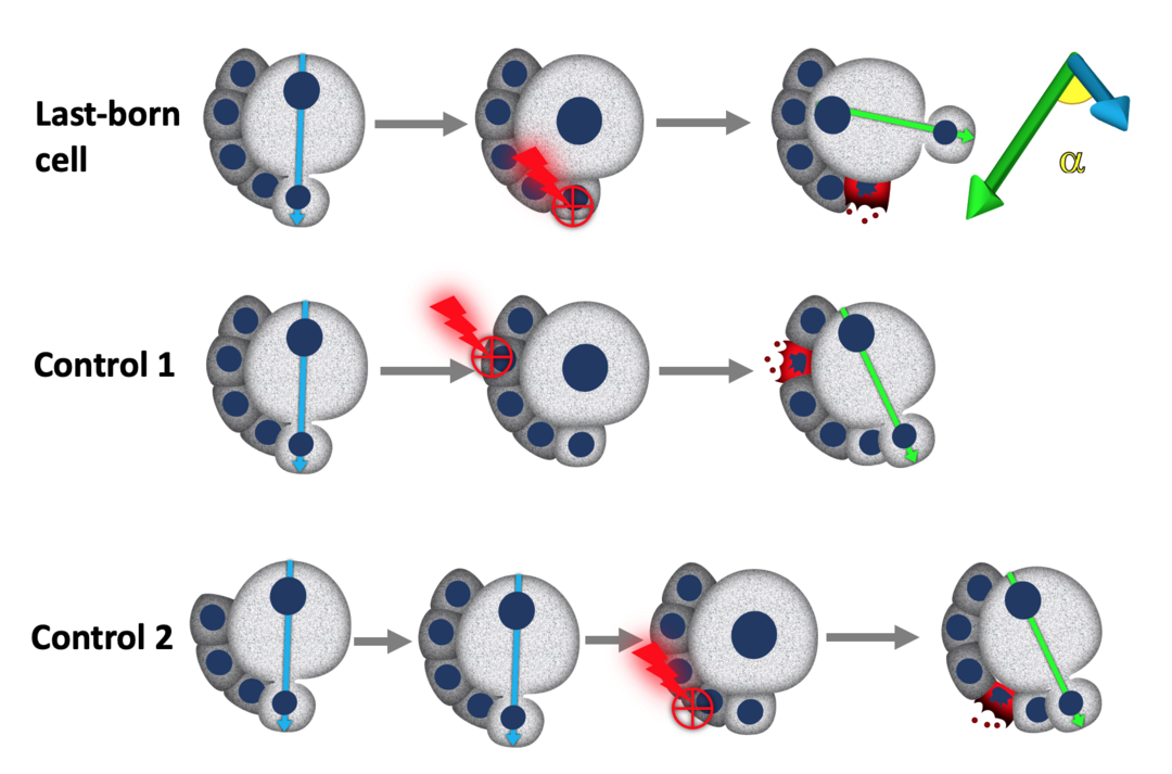 Three-row schematic of laser ablation experiments on embryonic cells. Each row shows a time sequence of gray spherical cells with blue nuclei. A red lightning bolt marks the ablated cell, followed by red debris. Green arrows indicate the resulting change in cell orientation; the top row includes an angle α. Rows are labeled ‘Last-born cell,’ ‘Control 1,’ and ‘Control 2.