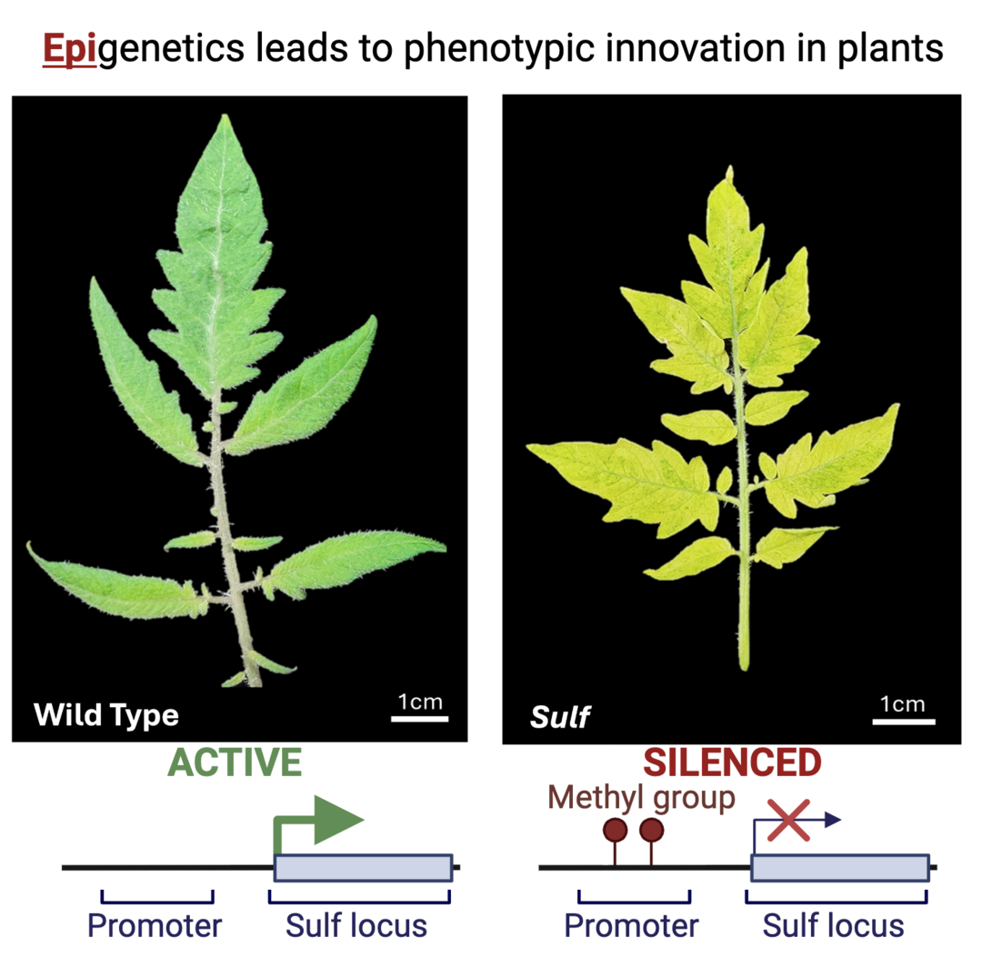 Two leaves - one wild type which is green and larger than the other which has yellow-green leaves