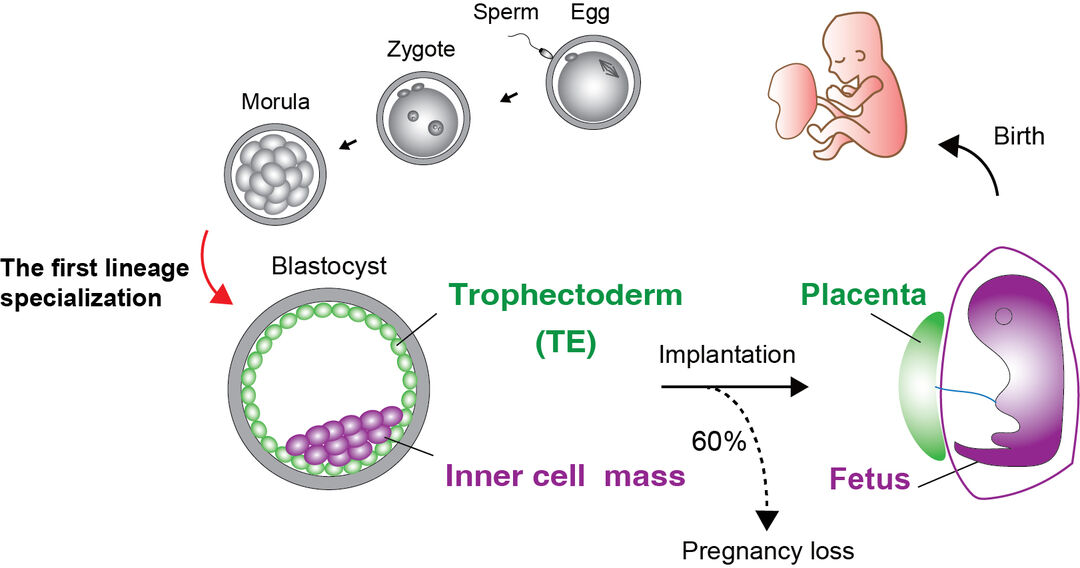 A schematic illustration showing the development from a sperm and egg to birth. Particular focus is on the first lineage specialisation of the blastocyst that has a trophectoderm (TE) and inner cell mass. Following implantation this develop into the fetus (inner cell mass) and placenta (TE), however, 60% of blastocysts do not implant leading to pregnancy loss