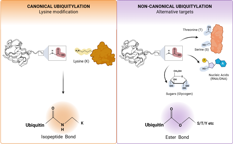 A schematic illustration 