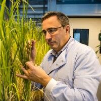 An man in a lab coat studying plants