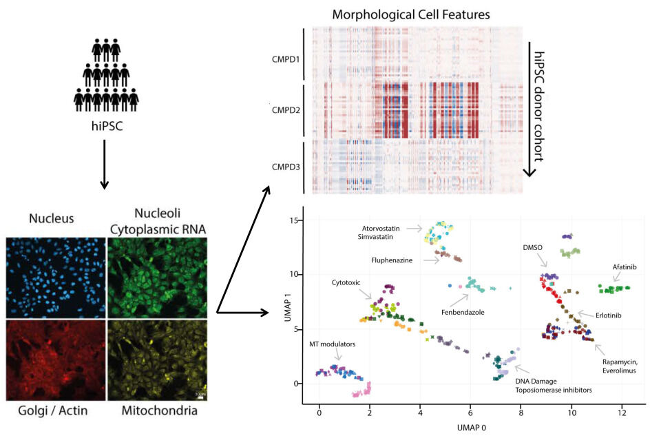  Workflow showing hiPSC cell imaging, feature extraction, heatmap analysis, and UMAP clustering of compound-induced cell phenotypes.