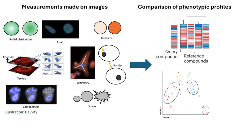Illustration showing image-based measurements like intensity, texture, and shape, and their use in comparing phenotypic profiles of query and reference compounds via cluster analysis.