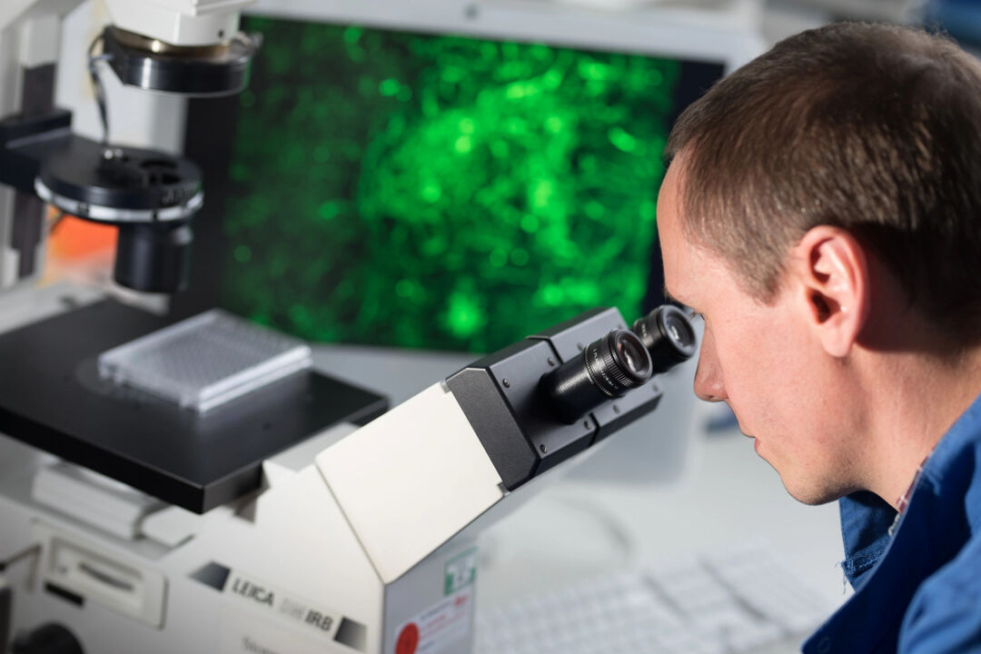A person looking through a microscope with a large screen at the side of green cells 