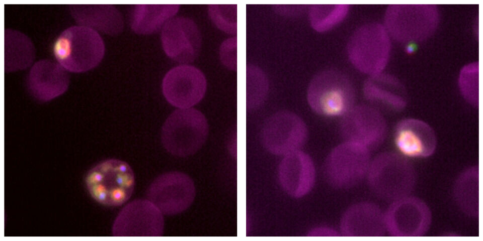 Two panels show pinkish-purple circular cells under a microscope; some cells have bright, multicolored spots, while others appear uniformly colored.