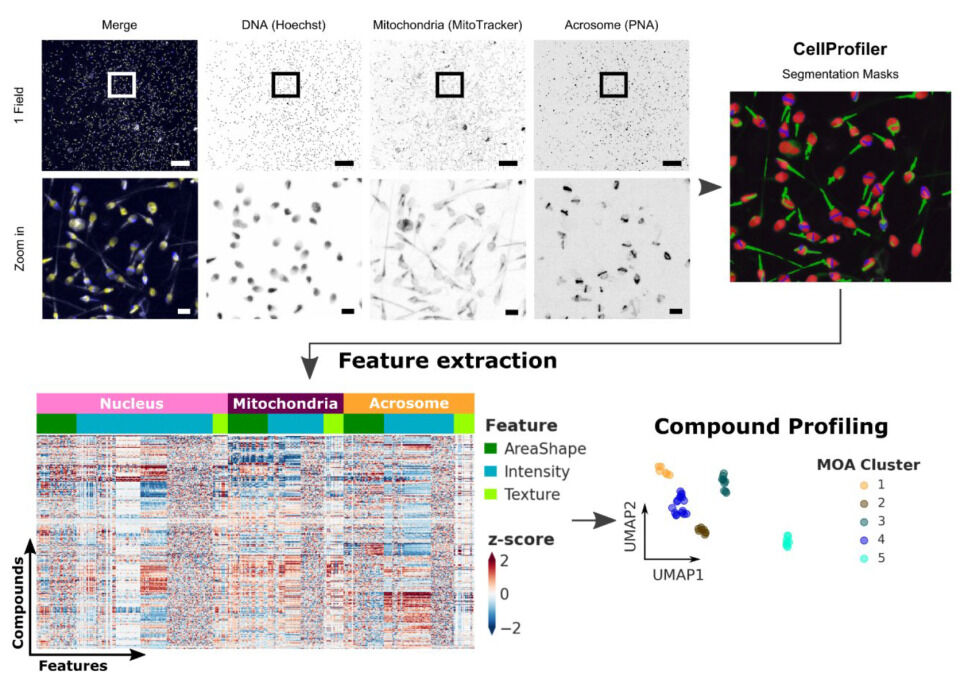 Microscopic images show fields of cells with DNA, mitochondria, and acrosome highlighted. Feature extraction and profiling graphs illustrate compound analysis.