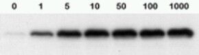 image of cells